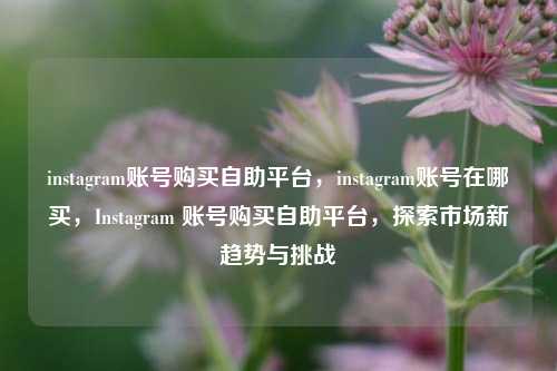 instagram账号购买自助平台，instagram账号在哪买，Instagram 账号购买自助平台，探索市场新趋势与挑战