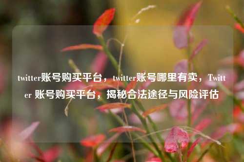 twitter账号购买平台，twitter账号哪里有卖，Twitter 账号购买平台，揭秘合法途径与风险评估
