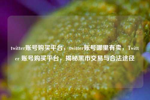 twitter账号购买平台，twitter账号哪里有卖，Twitter 账号购买平台，揭秘黑市交易与合法途径