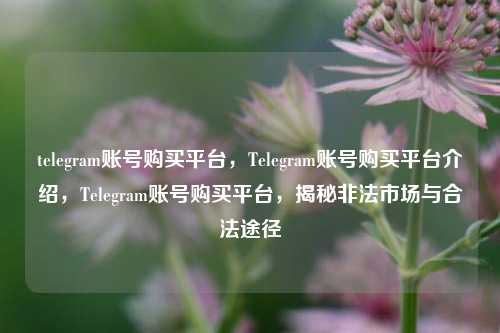 telegram账号购买平台，Telegram账号购买平台介绍，Telegram账号购买平台，揭秘非法市场与合法途径